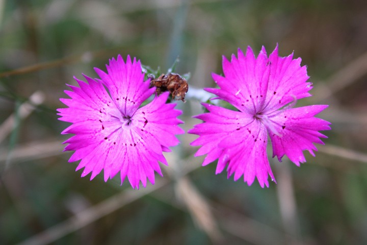 Fiori da ID parco del ticino